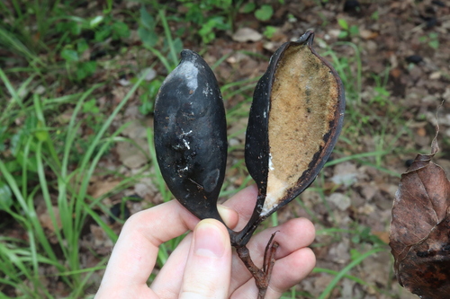 Brachychiton diversifolius (Brachychiton diversifolius)