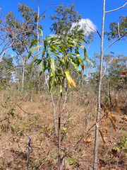 Brachychiton diversifolius (Brachychiton diversifolius)