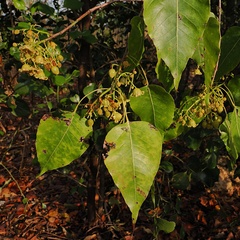 Brachychiton diversifolius (Brachychiton diversifolius)