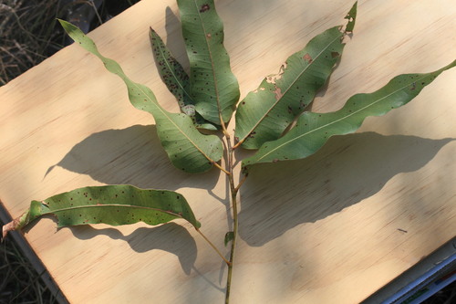 Brachychiton diversifolius (Brachychiton diversifolius)