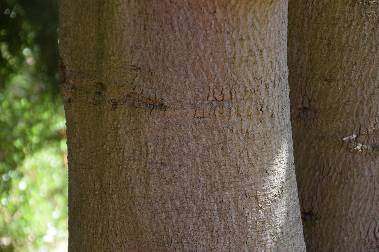 Brachychiton diversifolius: Brachychiton diversifolius in Dunedin Botanic Garden, Dunedin, New Zealand