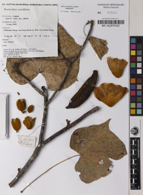 Brachychiton grandiflorus: Brachychiton grandiflorus (specimen BRI AQ0875452) collected on 2002-08-06 in a vine thicket at