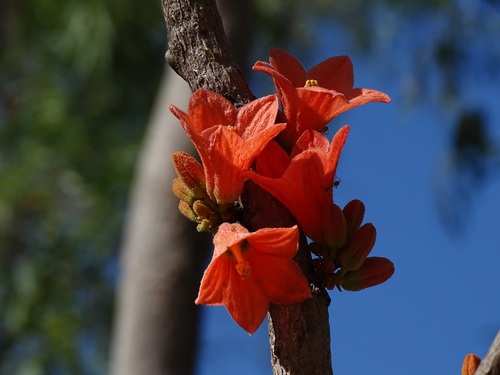Brachychiton megaphyllus (Brachychiton megaphyllus)