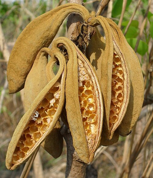 Brachychiton megaphyllus: Brachychiton megaphyllus fruit