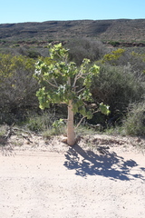 Brachychiton obtusilobus (Brachychiton obtusilobus)