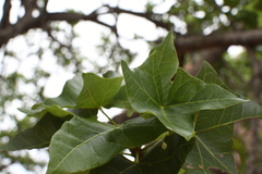 Brachychiton obtusilobus (Brachychiton obtusilobus)