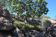 Brachychiton obtusilobus (Brachychiton obtusilobus)