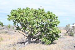 Brachychiton obtusilobus (Brachychiton obtusilobus)
