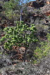 Brachychiton obtusilobus (Brachychiton obtusilobus)
