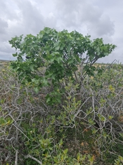 Brachychiton obtusilobus (Brachychiton obtusilobus)