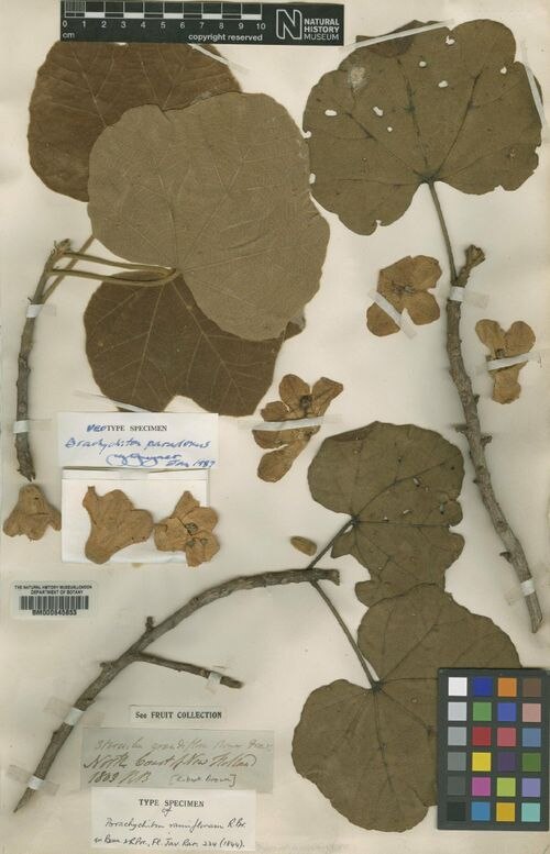 Brachychiton paradoxus: Brachychiton paradoxus type specimen BM000645853 collected in 1803 by Robert Brown (botanist)