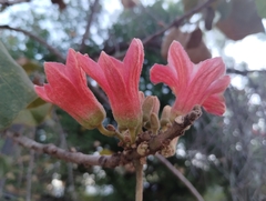 Brachychiton paradoxus (Brachychiton paradoxus)