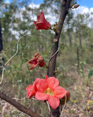Brachychiton paradoxus (Brachychiton paradoxus)