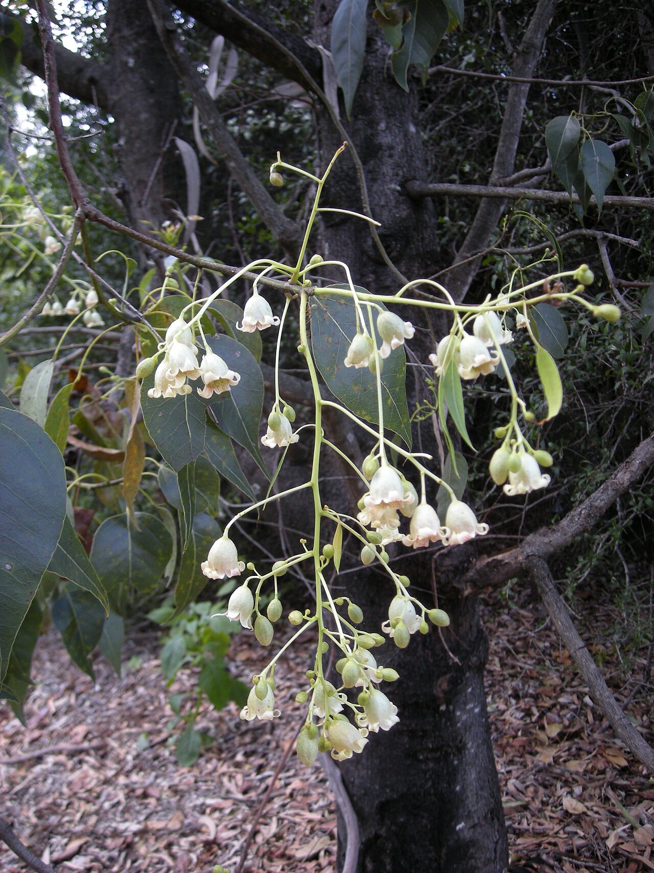 Brachychiton populneus: Brachychiton populneus flowers and foliage.