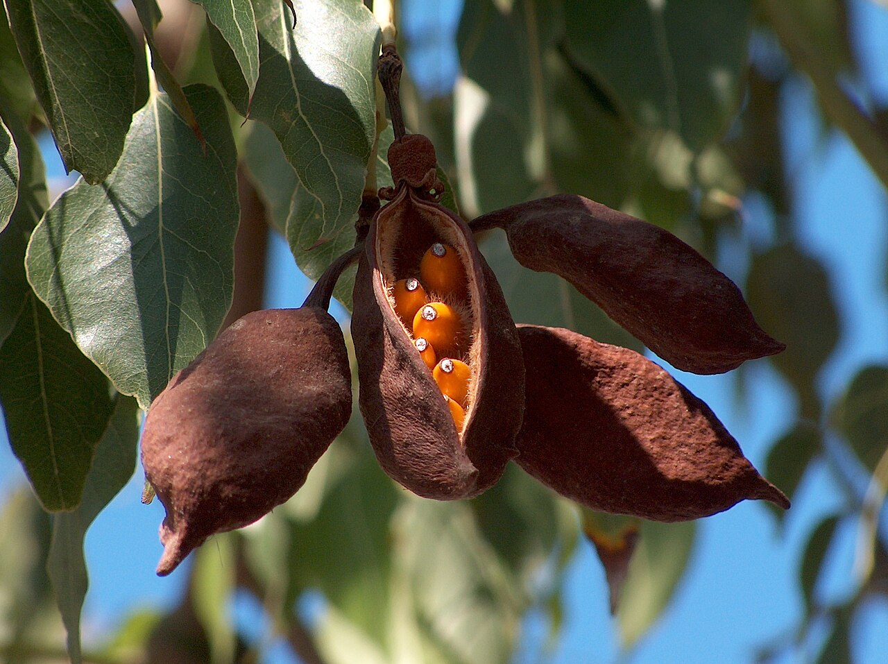 Brachychiton populneus: Brachychiton populneus : frutos , uno abierto con las semillas visibles dentro de sus envolturas, y otros aun no abiertos - Rambla del Charco, Águilas (Murcia,