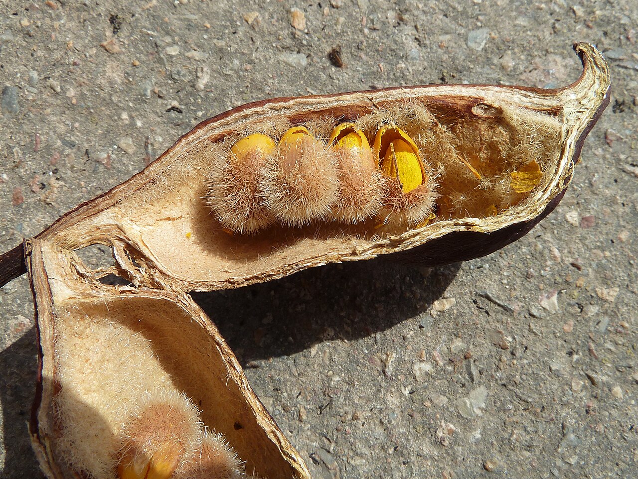 Brachychiton populneus: Brachychiton populneus : fruto artificialmente abierto con las semillas aun dentro de sus envolturas - Rambla del Charco, Águilas (Murcia, España).