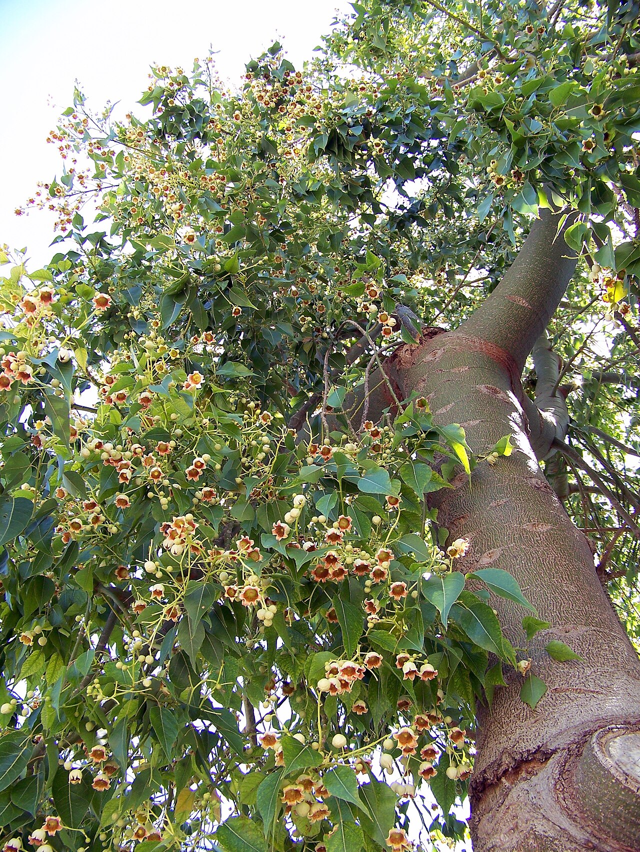 Brachychiton populneus: Brachychiton populneus : Vista general de tronco y ramas en flor - Avenida de la Libertad, Albatera (Alicante, España).