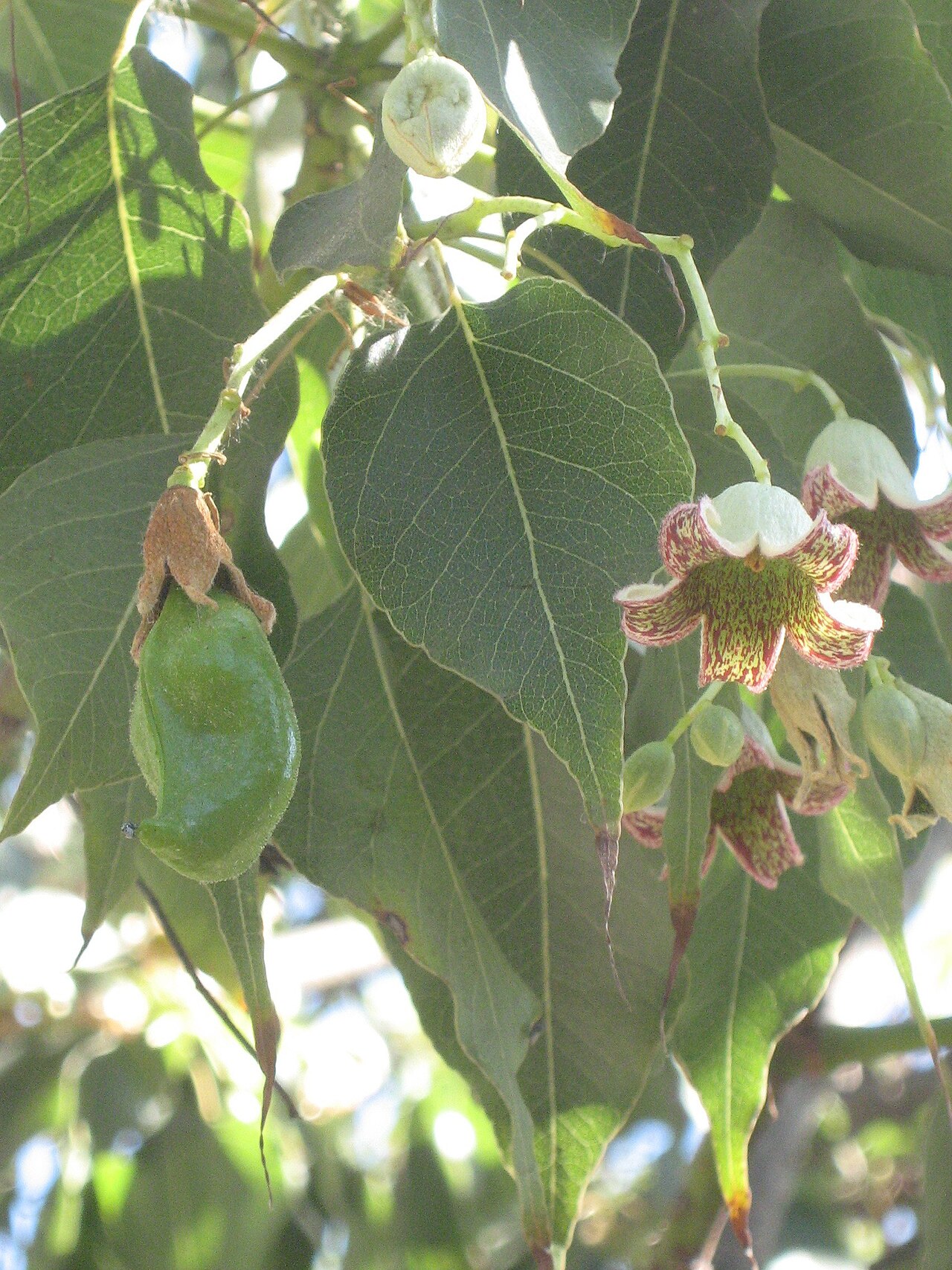 Brachychiton populneus: Brachychiton populneus , (Sterculiaceae) ornamental
