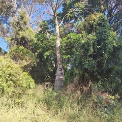 Brachychiton rupestris (Brachychiton rupestris)