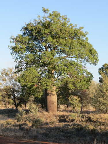 Brachychiton rupestris (Brachychiton rupestris)