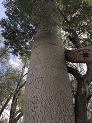 Brachychiton rupestris (Brachychiton rupestris)