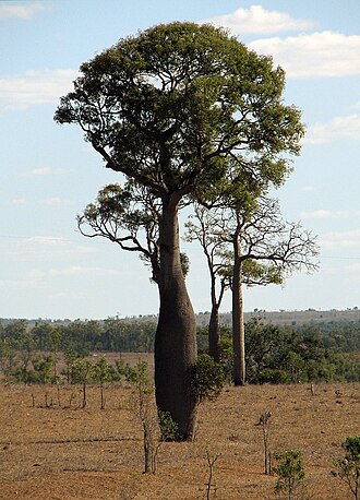 Brachychiton rupestris: Queensland Bottle Tree