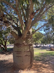 Brachychiton rupestris (Brachychiton rupestris)