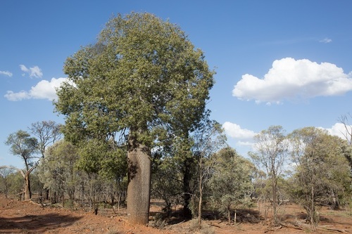 Brachychiton rupestris (Brachychiton rupestris)