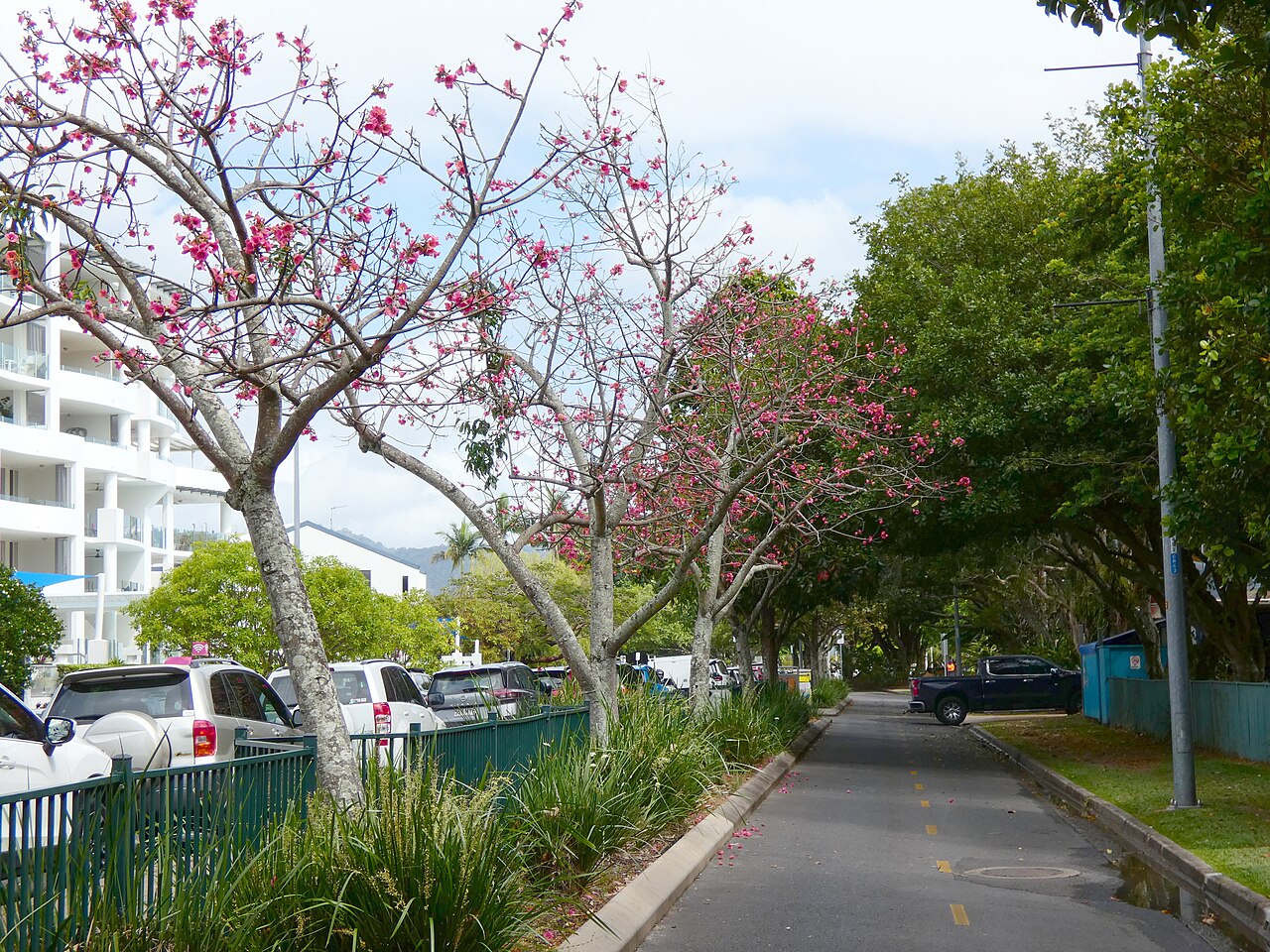 Brush kurrajong: Brachychiton velutinosus flowering in Cairns, Queensland