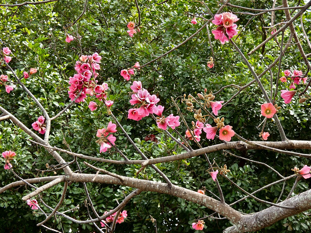 Brush kurrajong: Brachychiton velutinosus flowering in Cairns, Queensland