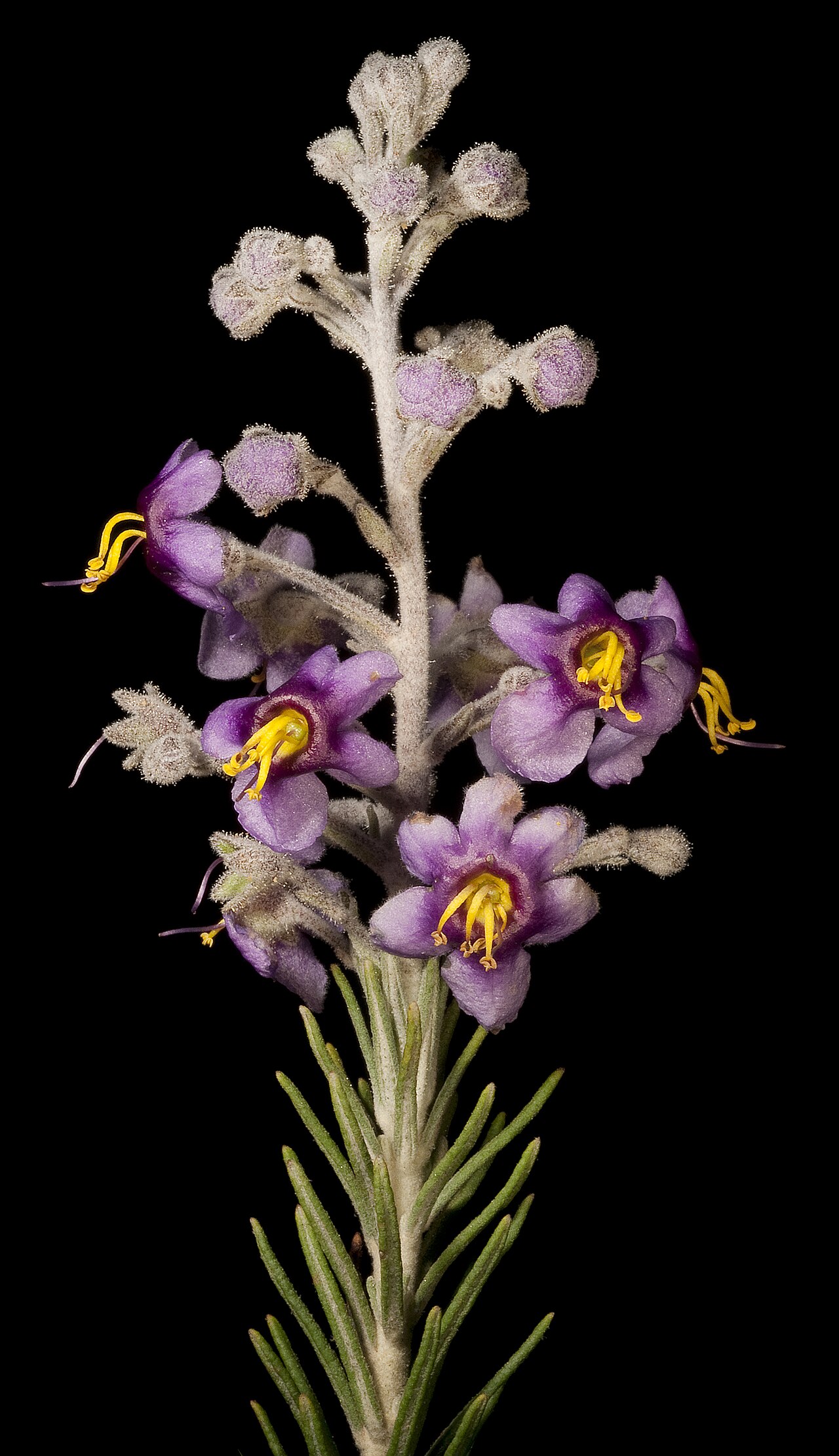 Brachysola coerulea: Brachysola coerulea con una corola surnumeraria (abajo, derecha).
