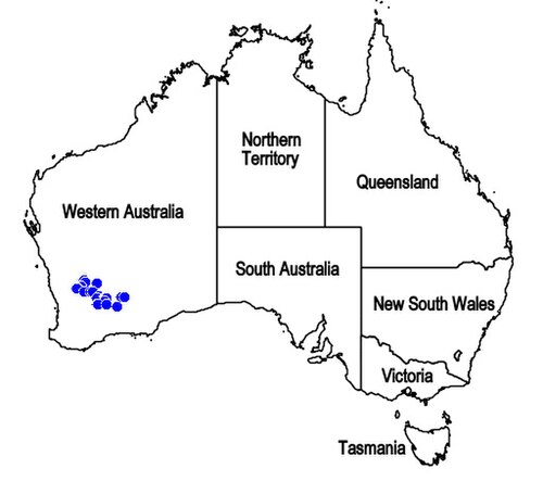 Brachysola halganiacea: Mapa de distribución de Brachysola halganiacea , endemismo de Western Australia.