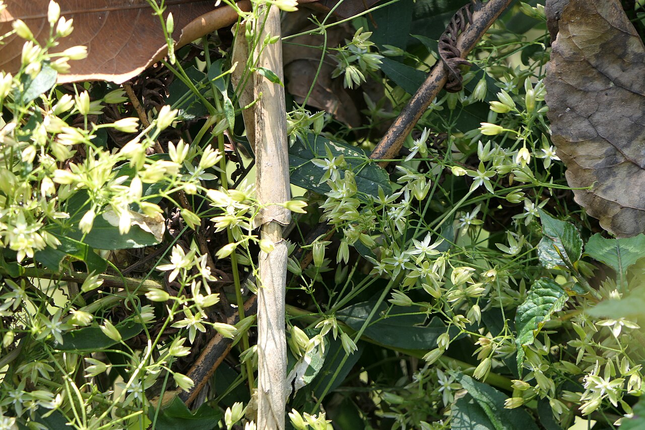 Brachystemma calycinum: Brachystemma calycinum D.Don