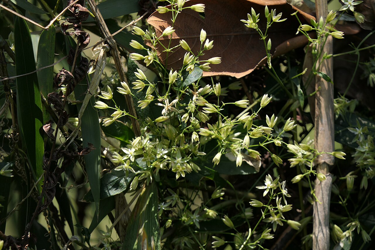 Brachystemma calycinum: Brachystemma calycinum D.Don