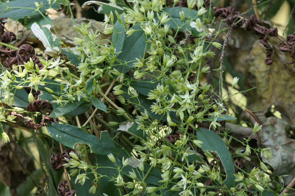 Brachystemma calycinum (Brachystemma calycinum)