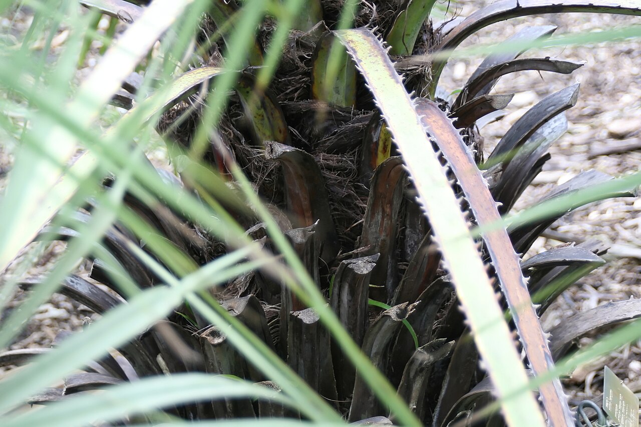 Sinaloa hesper palm: Location taken: Fairchild Tropical Botanic Garden, Miami, FL USA. Names: Brahea aculeata (T.S. Brandegee) H.E. Moore, Palmilla, Sinaloan Hesper Pal Classificati