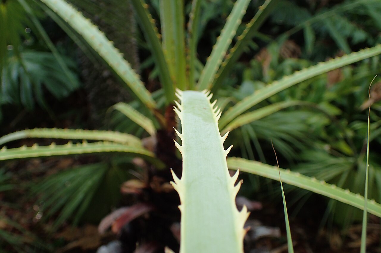 Sinaloa hesper palm: Brahea aculeata in Jardín de Aclimatación de la Orotava