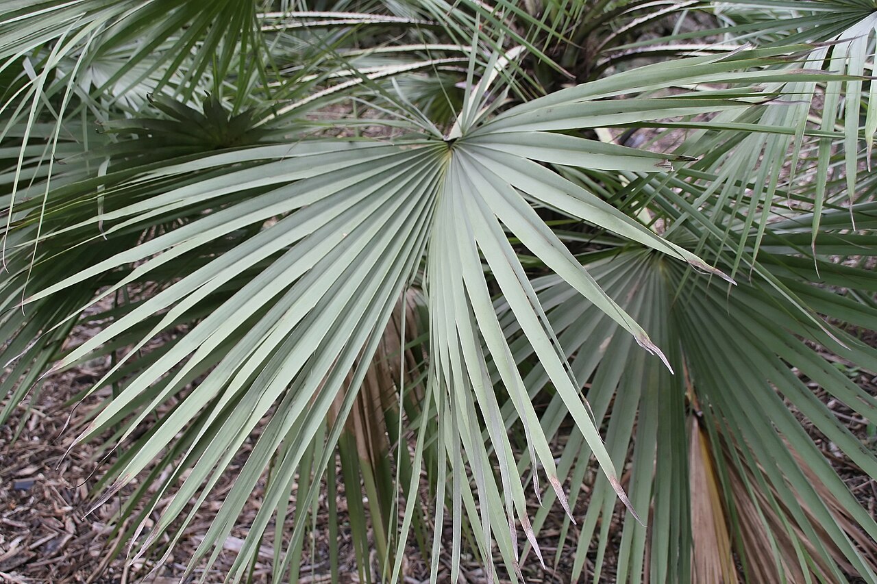 Sinaloa hesper palm: Location taken: Fairchild Tropical Botanic Garden, Miami, FL USA. Names: Brahea aculeata (T.S. Brandegee) H.E. Moore, Palmilla, Sinaloan Hesper Pal Classificati