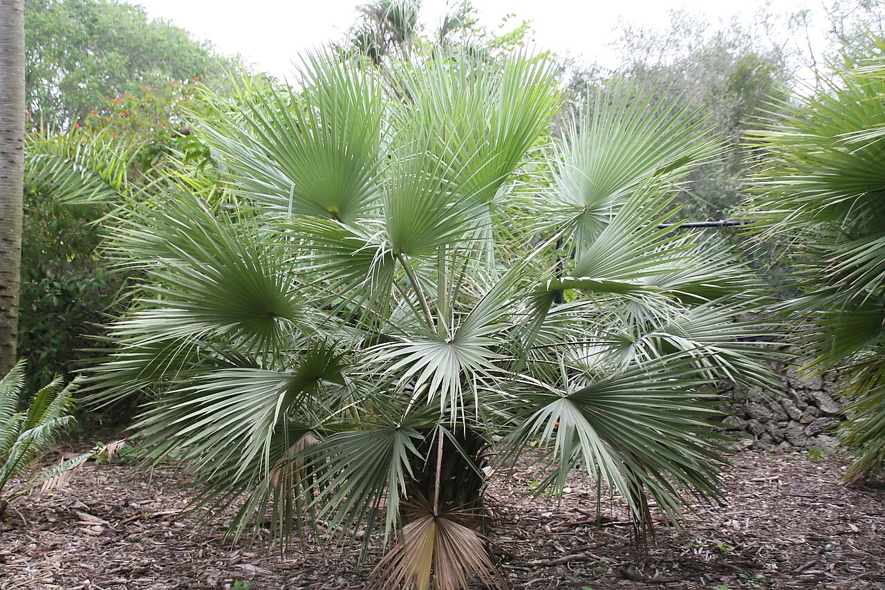 Sinaloa hesper palm: Location taken: Fairchild Tropical Botanic Garden, Miami, FL USA. Names: Brahea aculeata (T.S. Brandegee) H.E. Moore, Palmilla, Sinaloan Hesper Pal Classificati