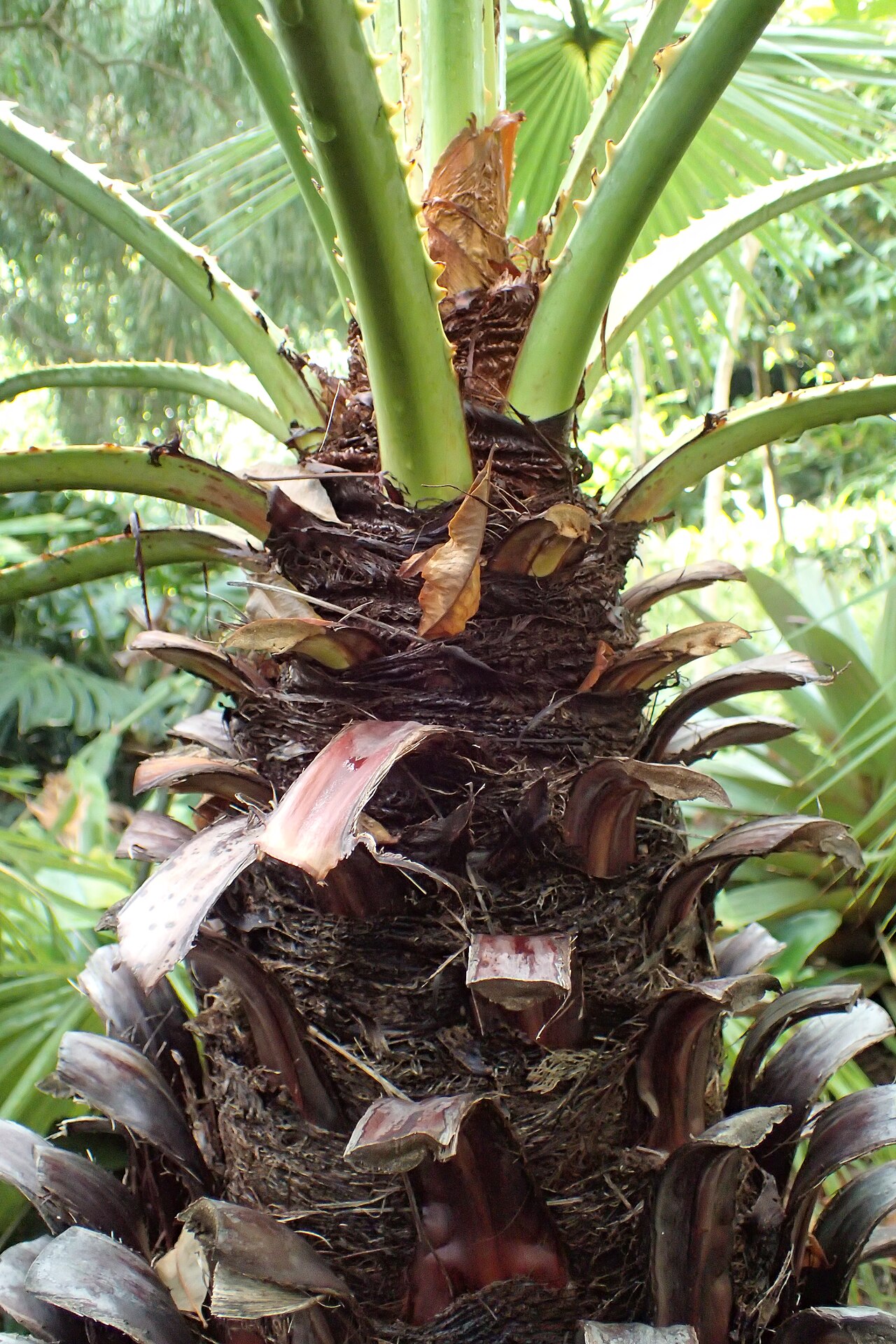 Sinaloa hesper palm: Brahea aculeata in Jardín de Aclimatación de la Orotava