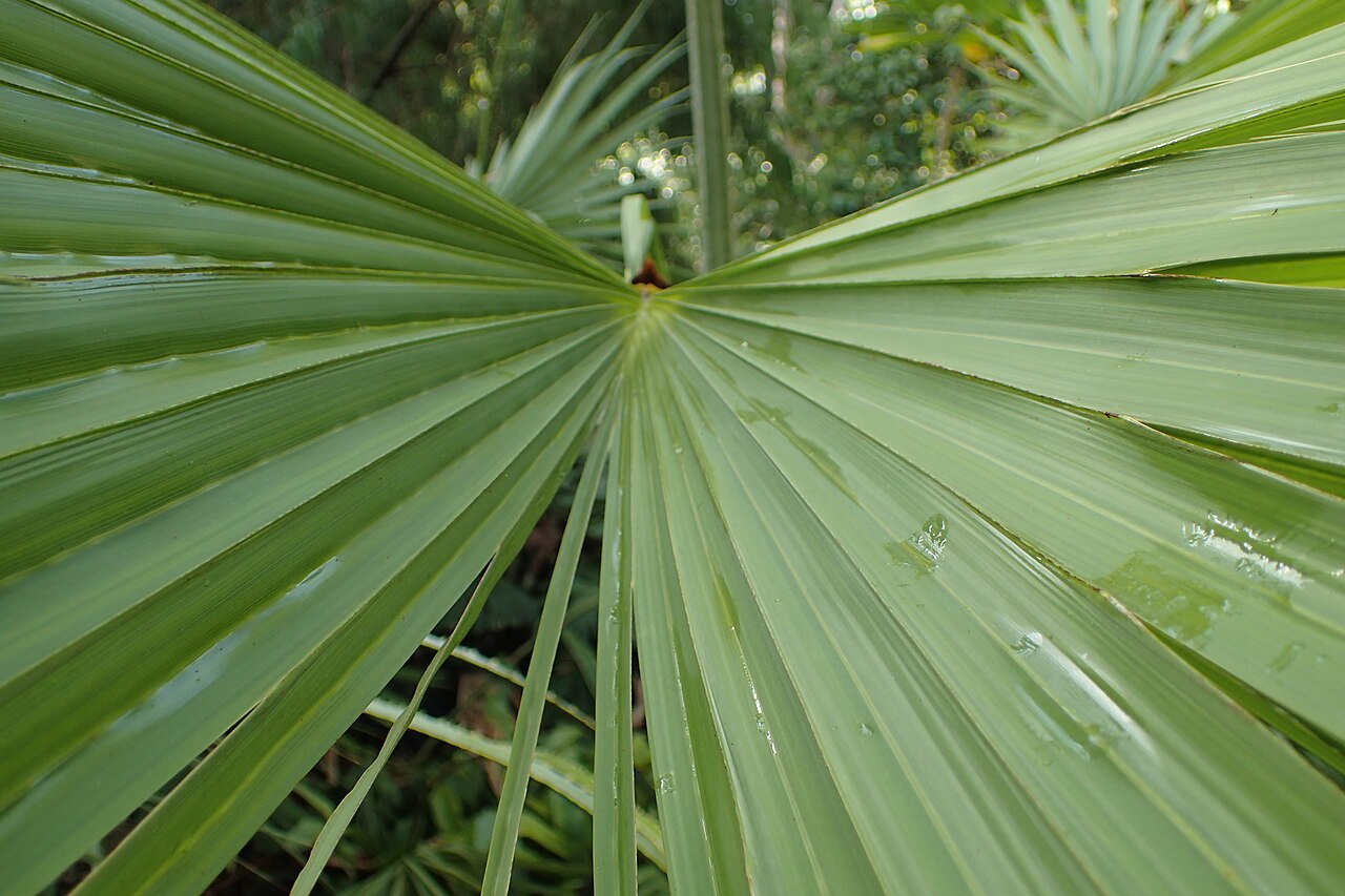 Sinaloa hesper palm: Brahea aculeata in Jardín de Aclimatación de la Orotava