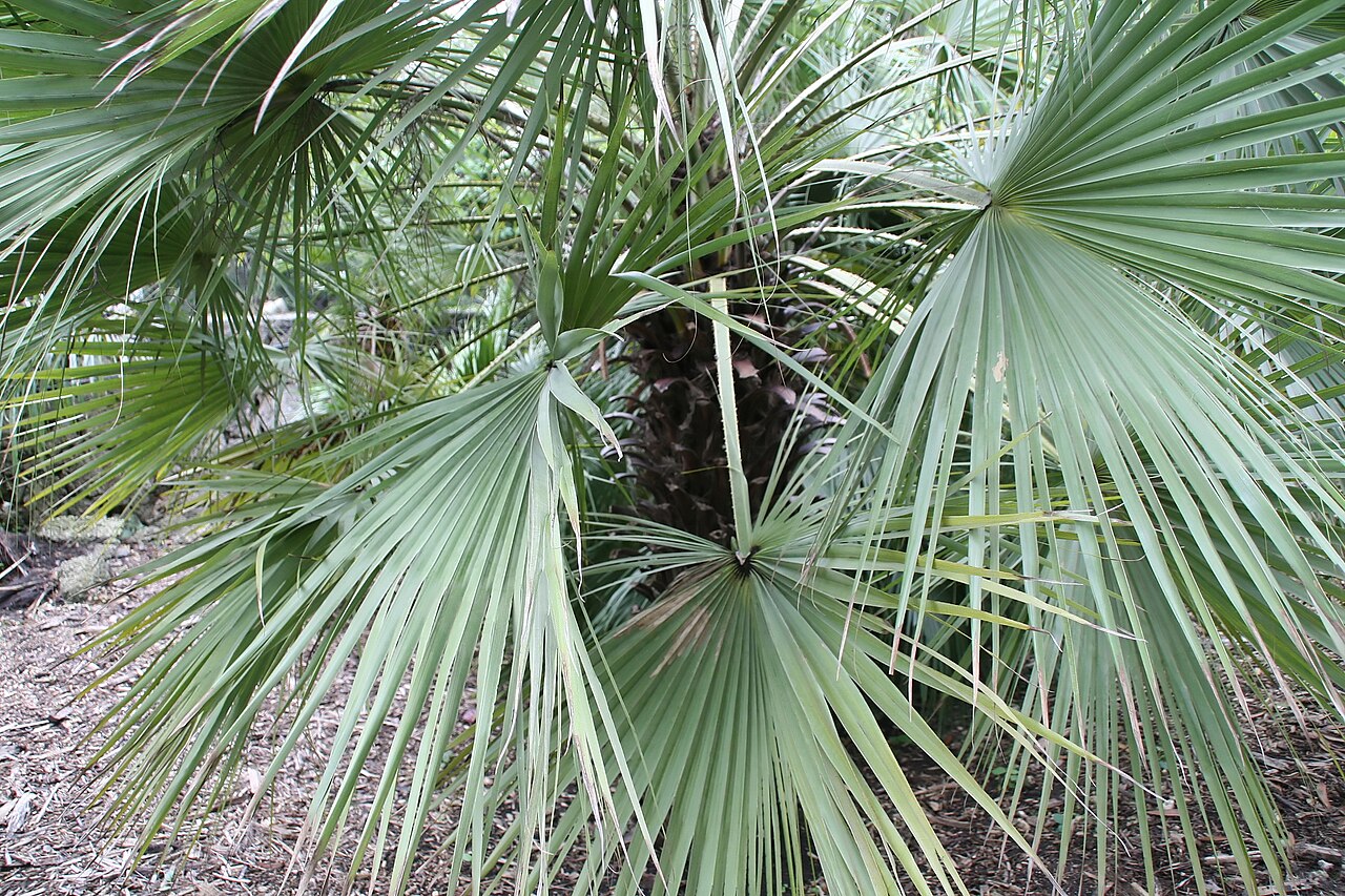 Sinaloa hesper palm: Location taken: Fairchild Tropical Botanic Garden, Miami, FL USA. Names: Brahea aculeata (T.S. Brandegee) H.E. Moore, Palmilla, Sinaloan Hesper Pal Classificati