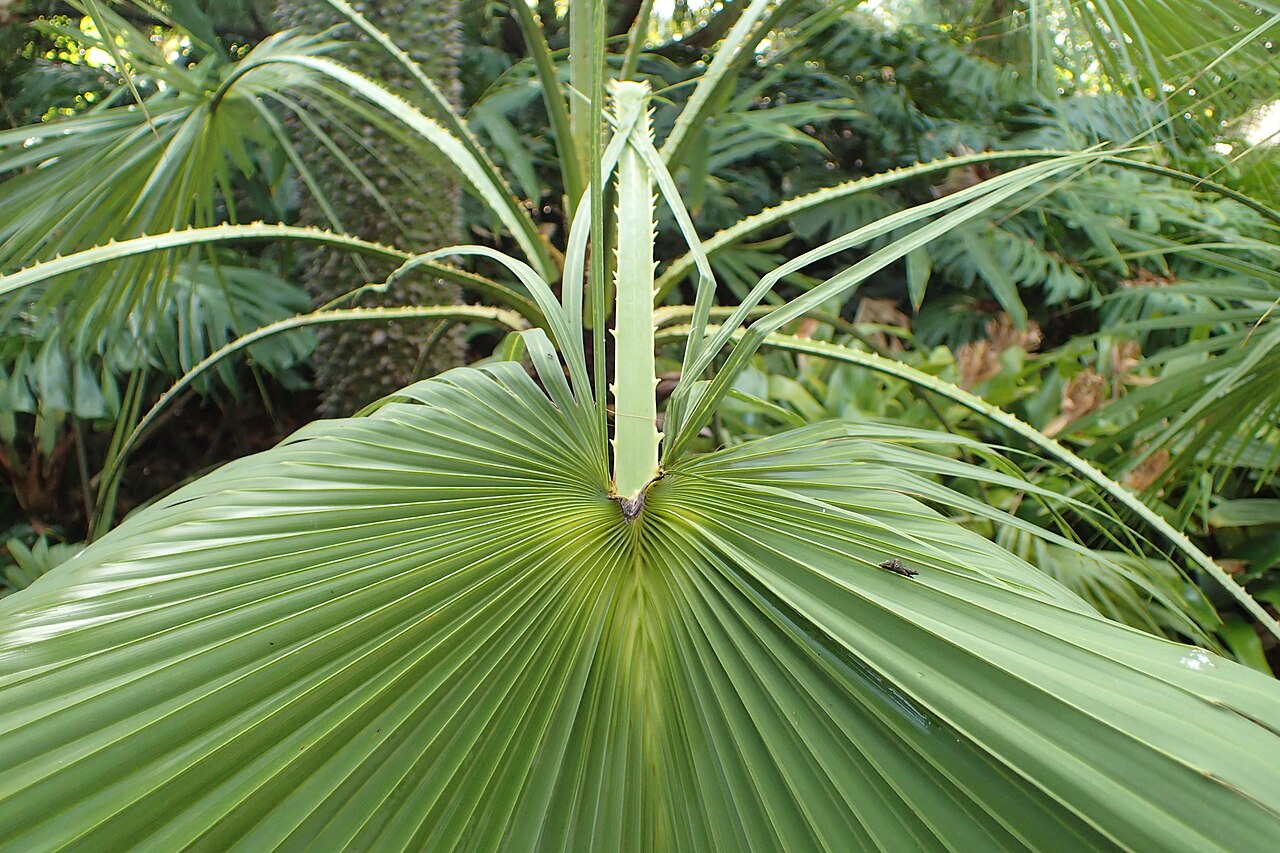Sinaloa hesper palm: Brahea aculeata in Jardín de Aclimatación de la Orotava