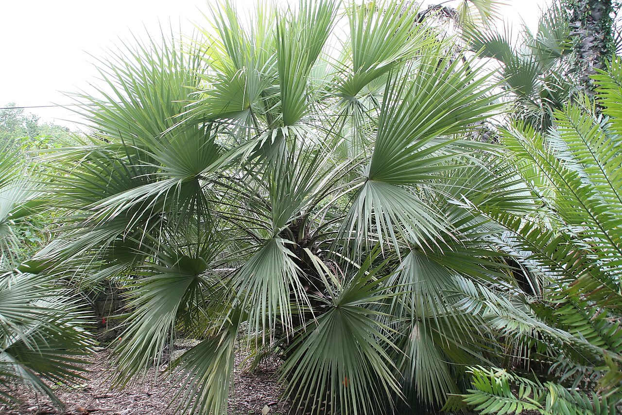 Sinaloa hesper palm: Location taken: Fairchild Tropical Botanic Garden, Miami, FL USA. Names: Brahea aculeata (T.S. Brandegee) H.E. Moore, Palmilla, Sinaloan Hesper Pal Classificati