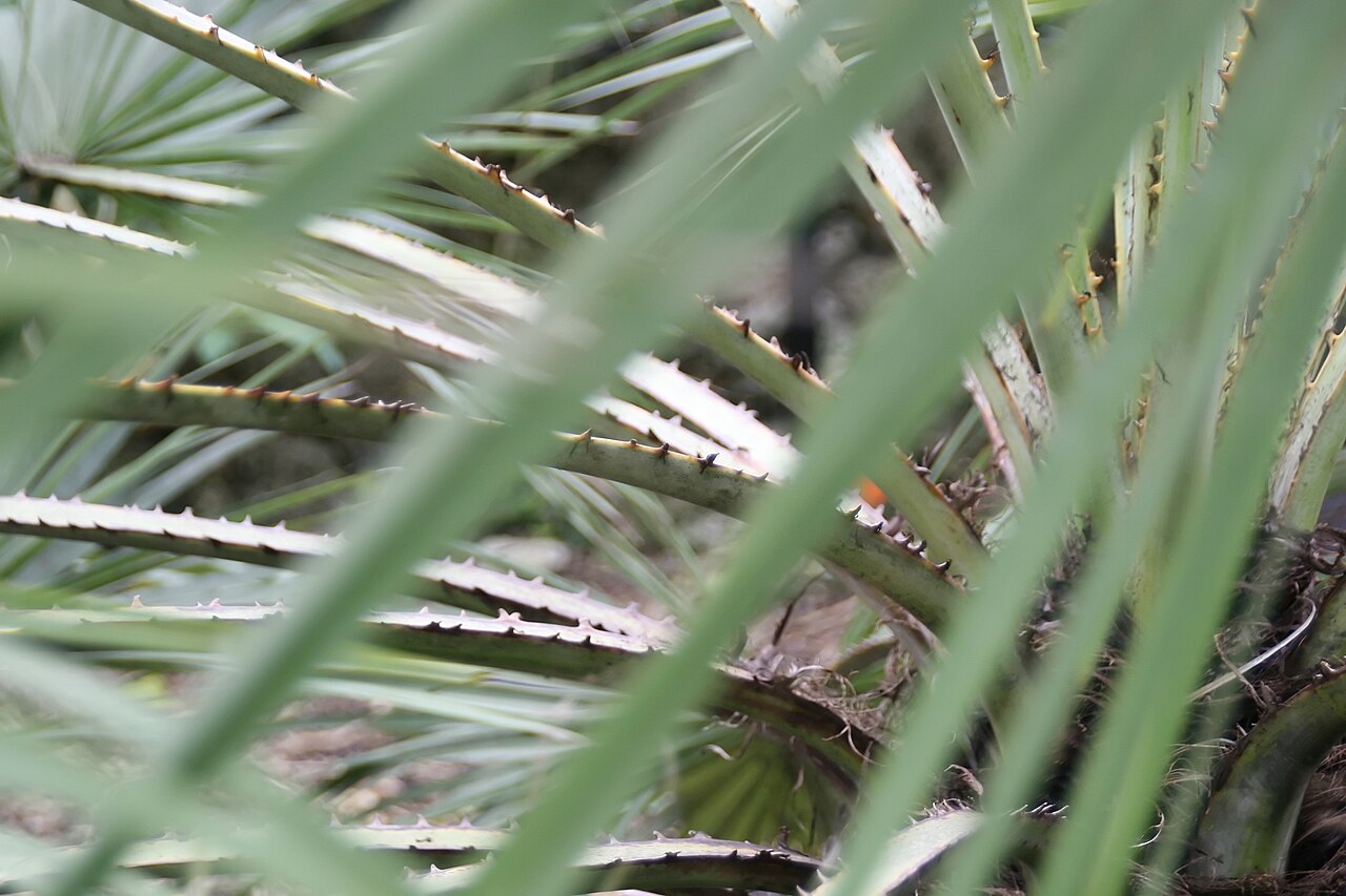 Sinaloa hesper palm: Location taken: Fairchild Tropical Botanic Garden, Miami, FL USA. Names: Brahea aculeata (T.S. Brandegee) H.E. Moore, Palmilla, Sinaloan Hesper Pal Classificati