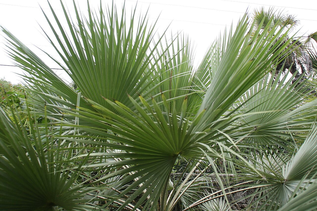 Sinaloa hesper palm: Location taken: Fairchild Tropical Botanic Garden, Miami, FL USA. Names: Brahea aculeata (T.S. Brandegee) H.E. Moore, Palmilla, Sinaloan Hesper Pal Classificati