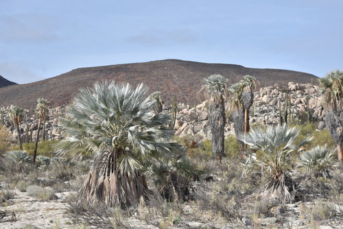 Blue fan palm (Brahea armata)