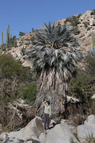 Blue fan palm (Brahea armata)