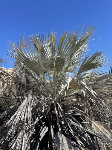 Blue fan palm (Brahea armata)