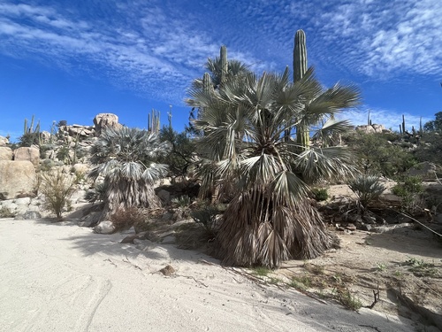 Blue fan palm (Brahea armata)